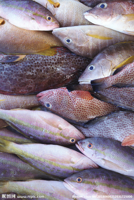 水產(chǎn)品 餐飲美食中的瑰寶，水產(chǎn)魚(yú)攝影圖賞